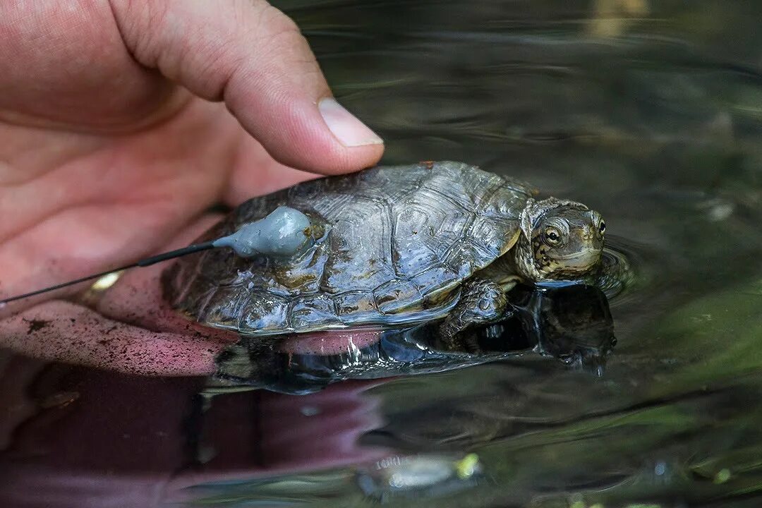 К чему снятся черепахи в воде. Беременные черепахи. Беременная черепаха. Приснилась черепаха. Живую черепаху много живых.