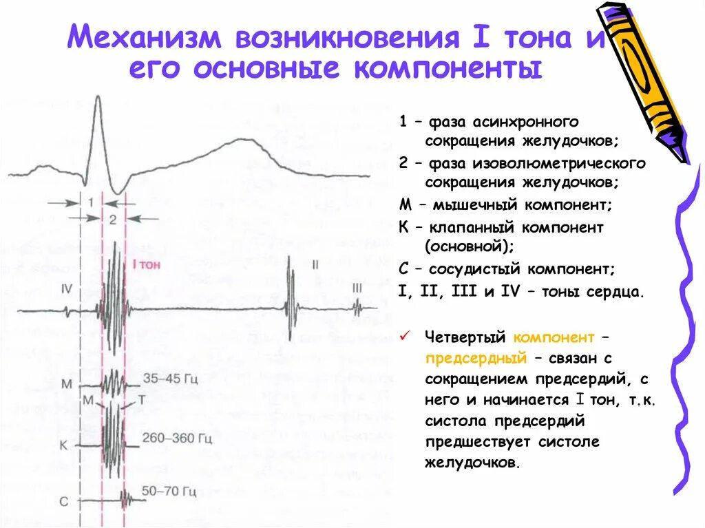 Компоненты i тона сердца. Механизм образование компоненты 1 тон сердца. Механизм возникновения 1 тона. Механизм возникновения 2 тона сердца. Тоны сердца механизм их возникновения