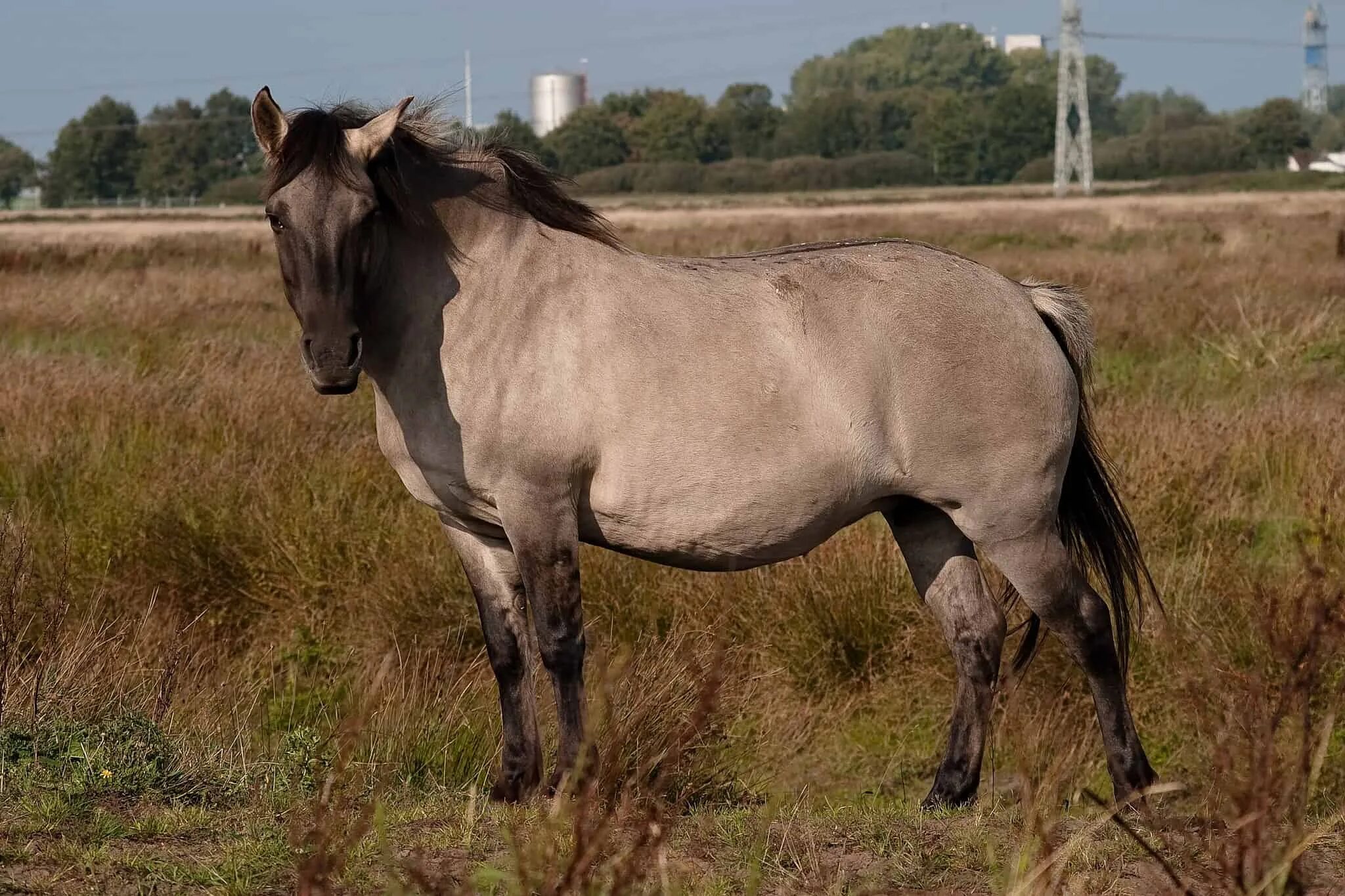 0 horses. Дикая лошадь Тарпан. Беловежская пуща лошадь Тарпан. Порода лошадей Тарпан. Тарпан европейская Дикая лошадь.