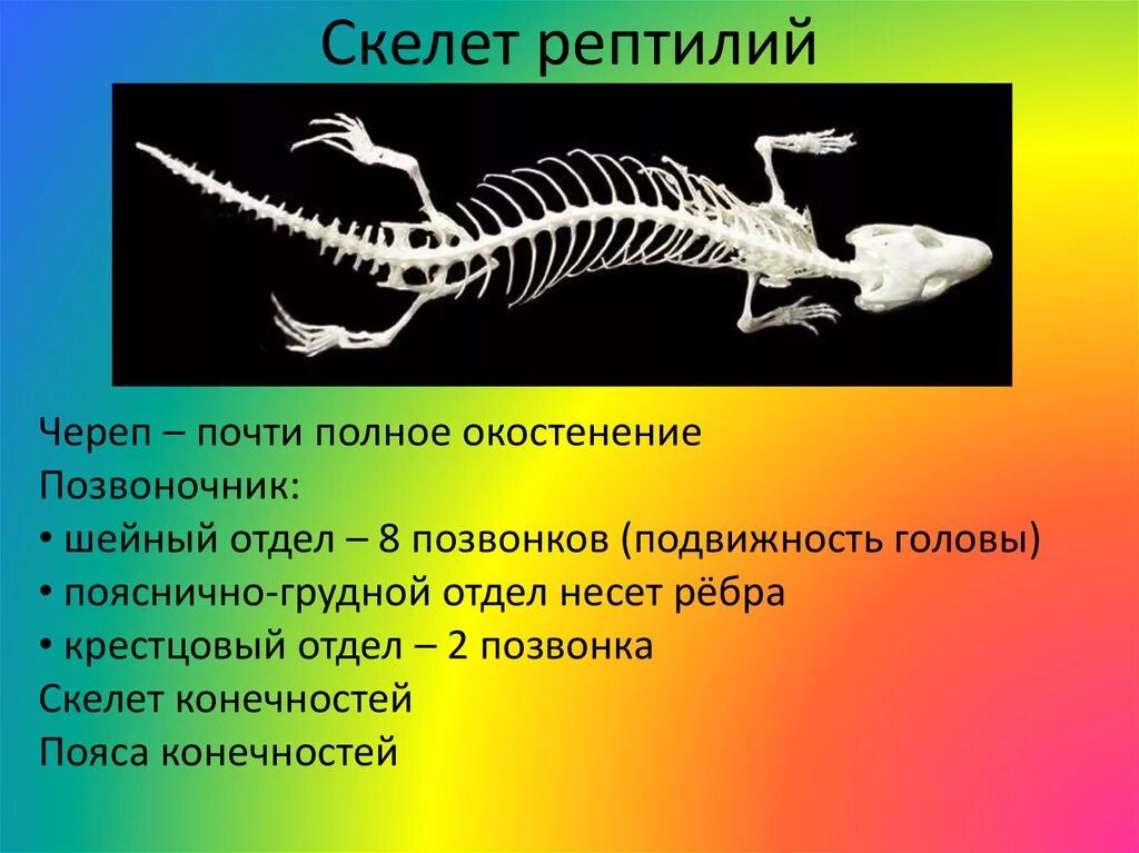 У пресмыкающихся есть грудная клетка. Скелет пресмыкающихся 7 класс биология. Скелет ящерицы строение скелета. Строение скелета ящерицы. Скелет пресмыкающихся 7 класс.