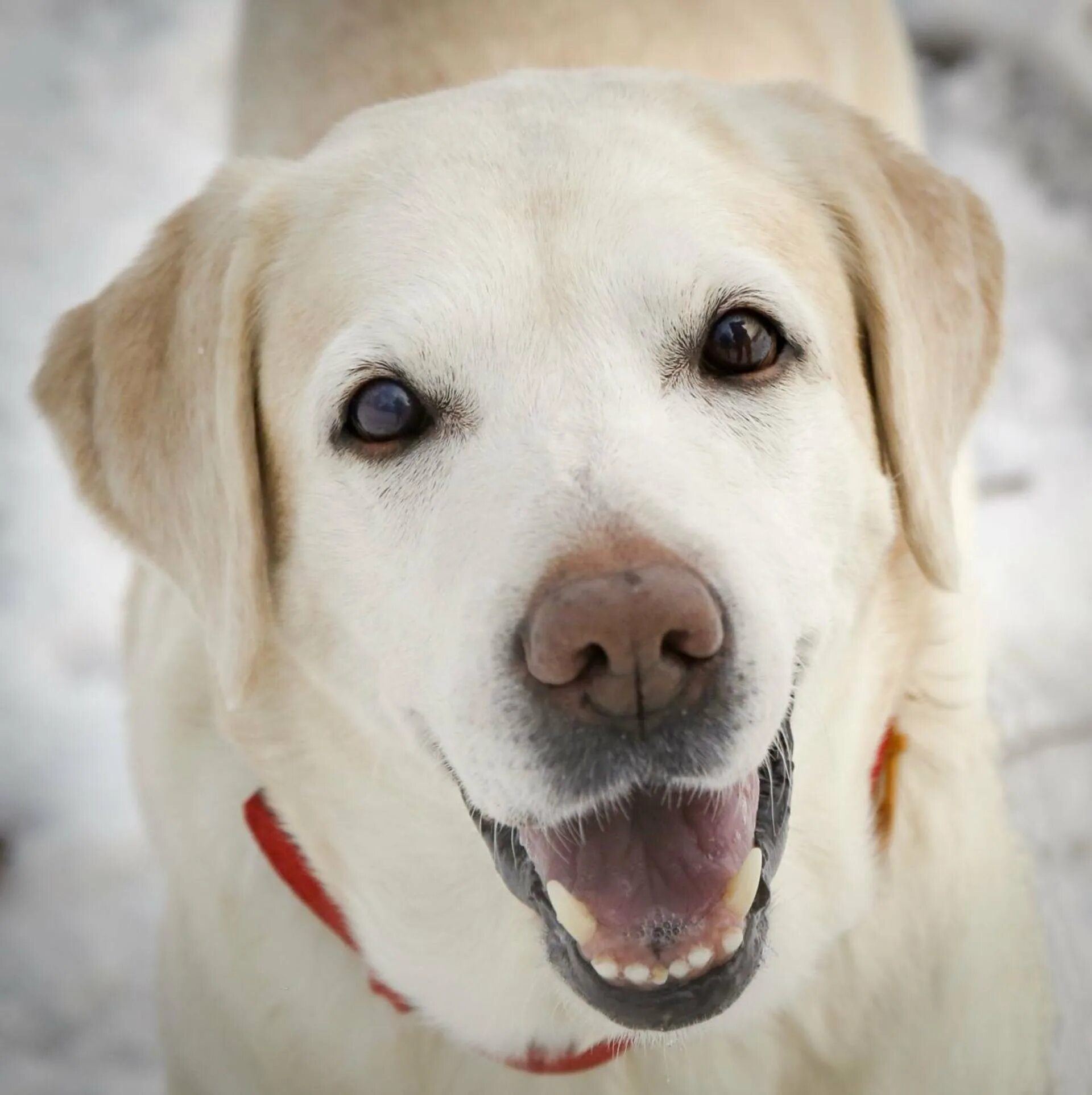 Собака лабрадор девочка. Лабрадор ретривер. Собака лабрадор белый. Лабрадор ретривер палевый девочка. Собака лабрадор девочка.