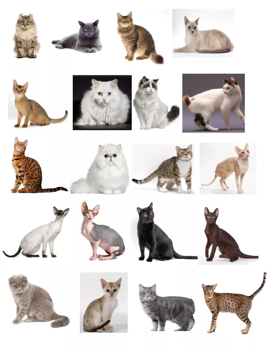 Породы кошек с фотографиями ценами. Разные породы кошек. Разнообразие пород кошек. Азиатские породы кошек с фотографиями и названиями. Китайская порода кошек.
