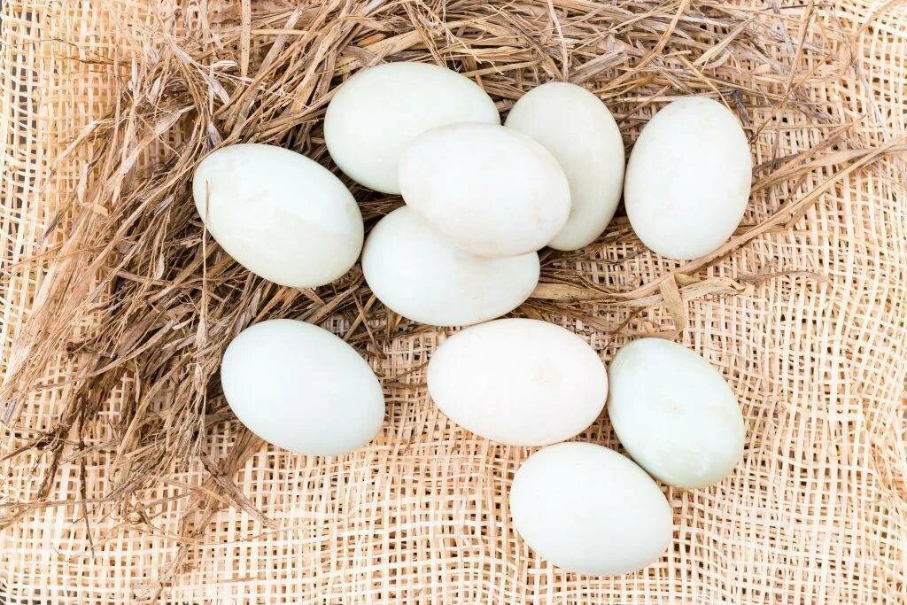 Duck egg. Утиное яйцо муларды. Яйцо индоутки. Цвет утиное яйцо. Инкубационное яйцо утки.