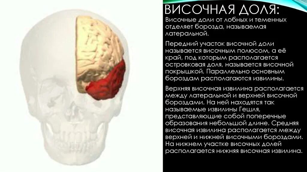 Опухоли теменной