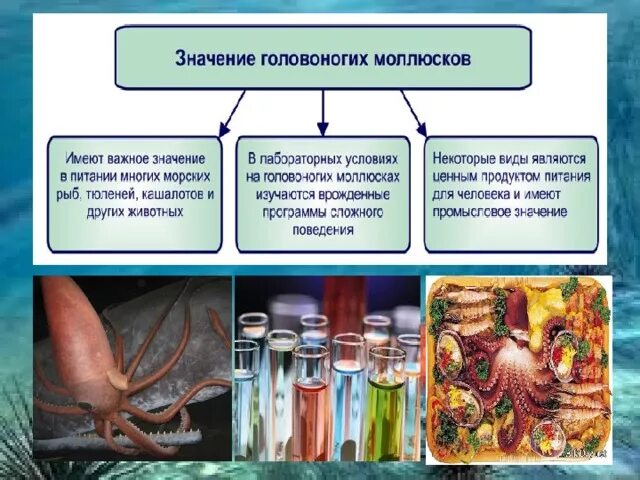 Пища головоногих. Головоногие моллюски в жизни человека. Головоногие моллюски голубая кровь. Головоногие моллюски значение в жизни человека. Роль в природе головоногих.