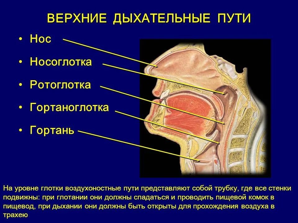 Ротовое отверстие глотка. Нос носоглотка гортань строение. Носоглотка ротоглотка гортаноглотка. Ротоглотка гортаноглотка строение. Носоглотка дыхательные пути.