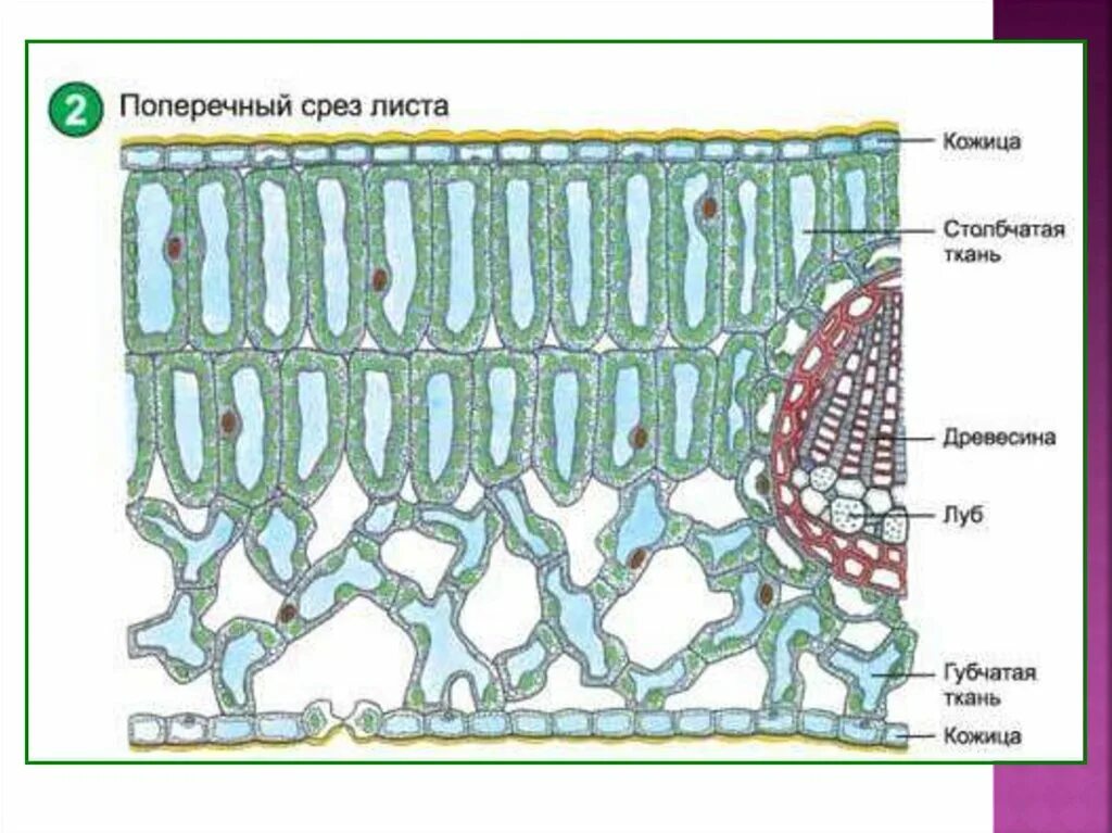 Поперечный срез листовой пластинки покровная ткань. Ткани растений поперечный срез листа. Поперечный срез листовой пластинки.