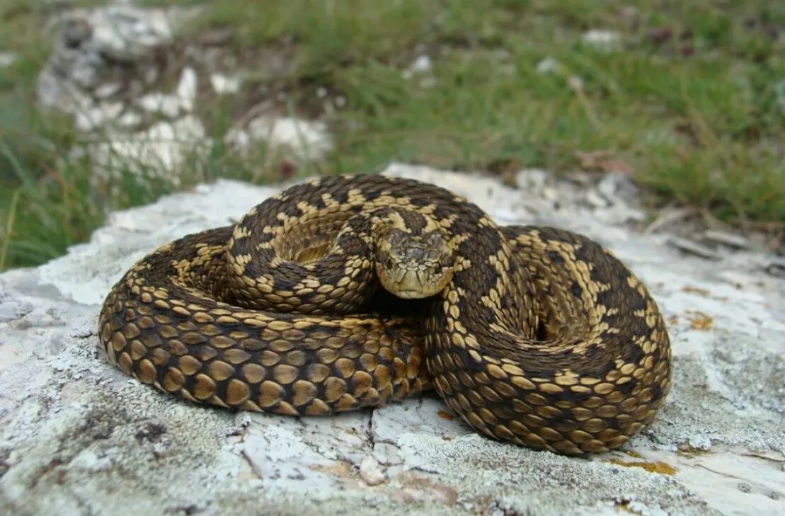 Гадюка это животное. Степная гадюка. Степная гадюка (Vipera ursinii). Степная гадюка Крыма. Степная гадюка (Vipera Renardi).