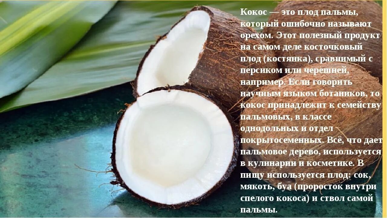 Coconut перевод на русский. Строение кокоса. Строение кокосового ореха. Кокосовое дерево плод. Плод кокосовой пальмы.