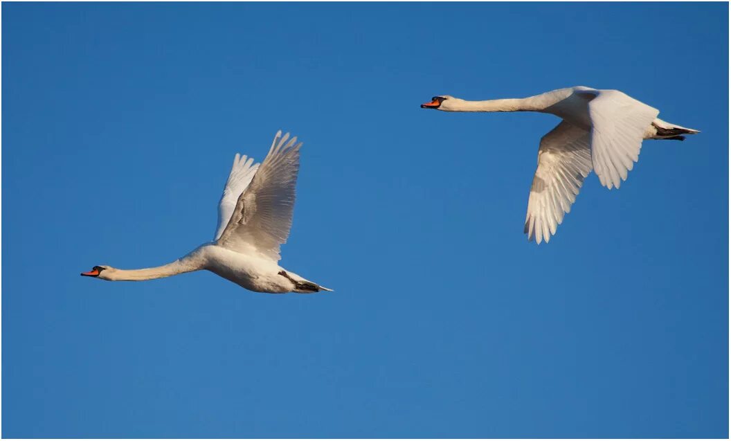 Гуси летят. Летять утки летять утки и два гуся. Летят два гуся. Гуси улетают. Летят два гуся.