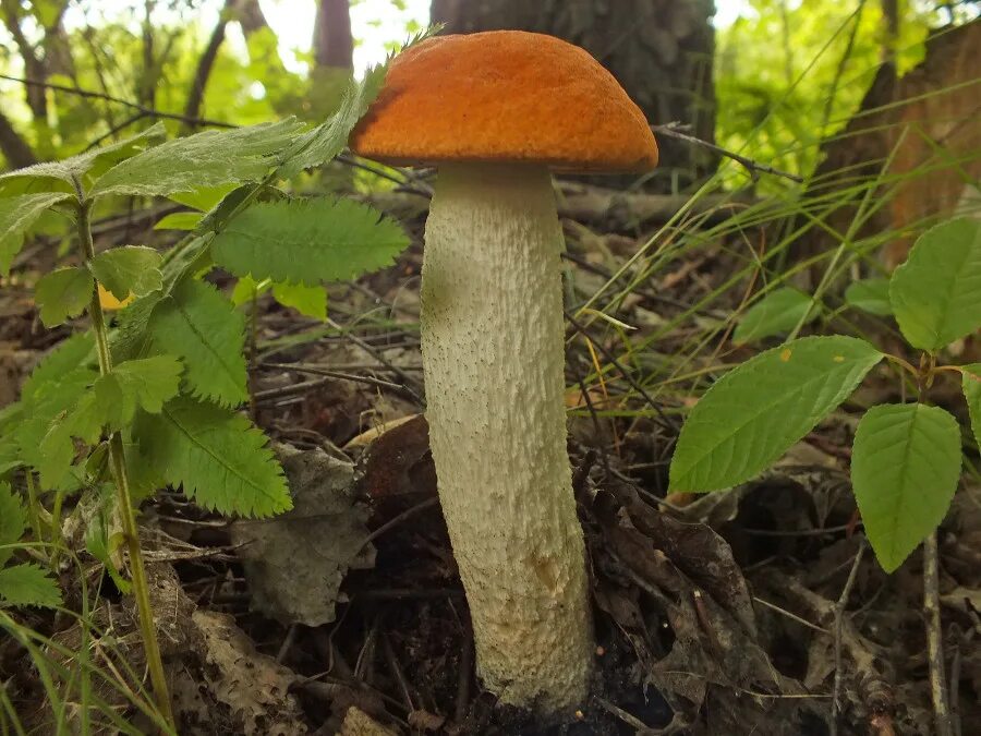 подосиновик альбинос. подосиновик и подберезовик. подосиновик альбинос. съедобные грибы подосиновик. подосиновик обыкновенный.