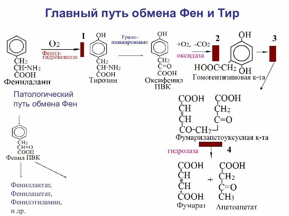 Фенилаланин биохимия. Пути обмена отдельных аминокислот биохимия. Схема обмена аминокислот фен. Схемы основного обмена серосодержащих аминокислот. Фенилаланин обмен отдельная аминокислоты.