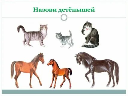 Включи назови животных
