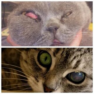 Плохие глаза у кота