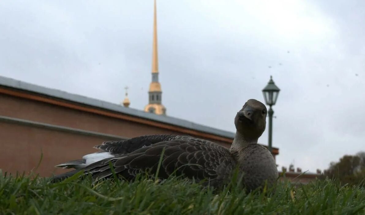 Петропавловская крепость птицы. Гусь в Питере. Птицы на фоне Петропавловки. Гуси в Санкт Петербурге. Замеченный гусь