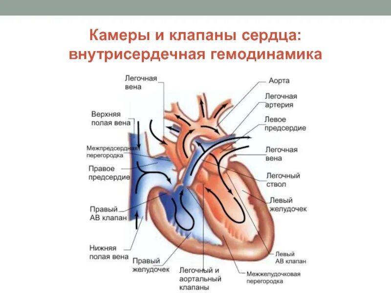 Внутрисердечная гемодинамика. Строение сердца с клапанами схема. Строение клапанов сердца анатомия. Строение сердца камеры и клапаны. Функции клапанов сердца человека анатомия.