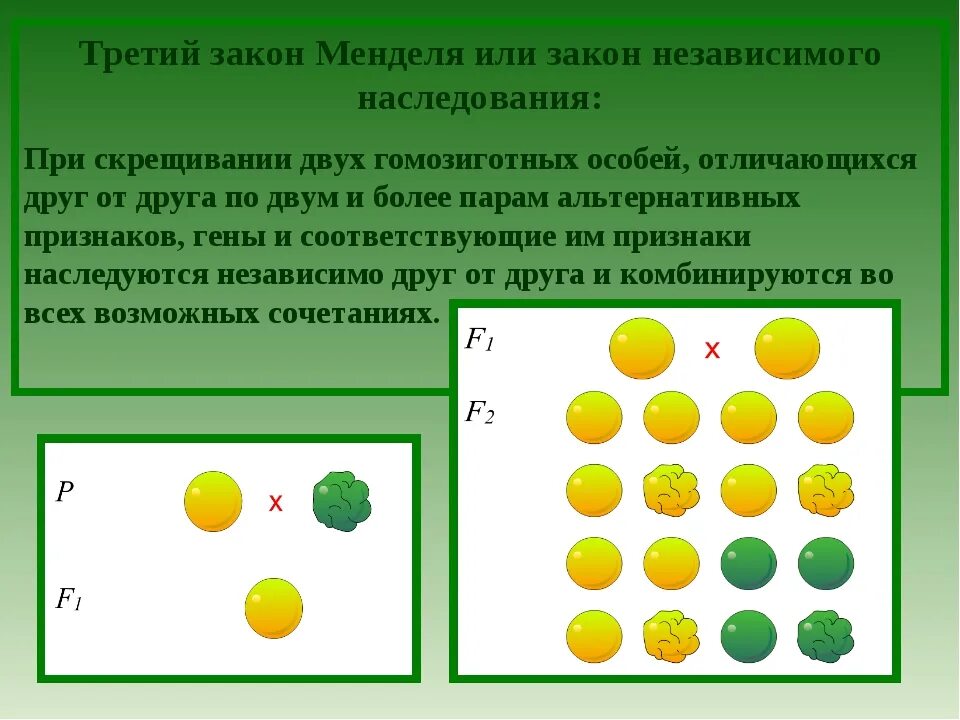 Чистая линия закон менделя. Моногибридное скрещивание Мендель. Моногибридное дигибридное и полигибридное скрещивание. Моногибридное скрещивание первый закон Менделя. Закономерности моногибридного скрещивания.