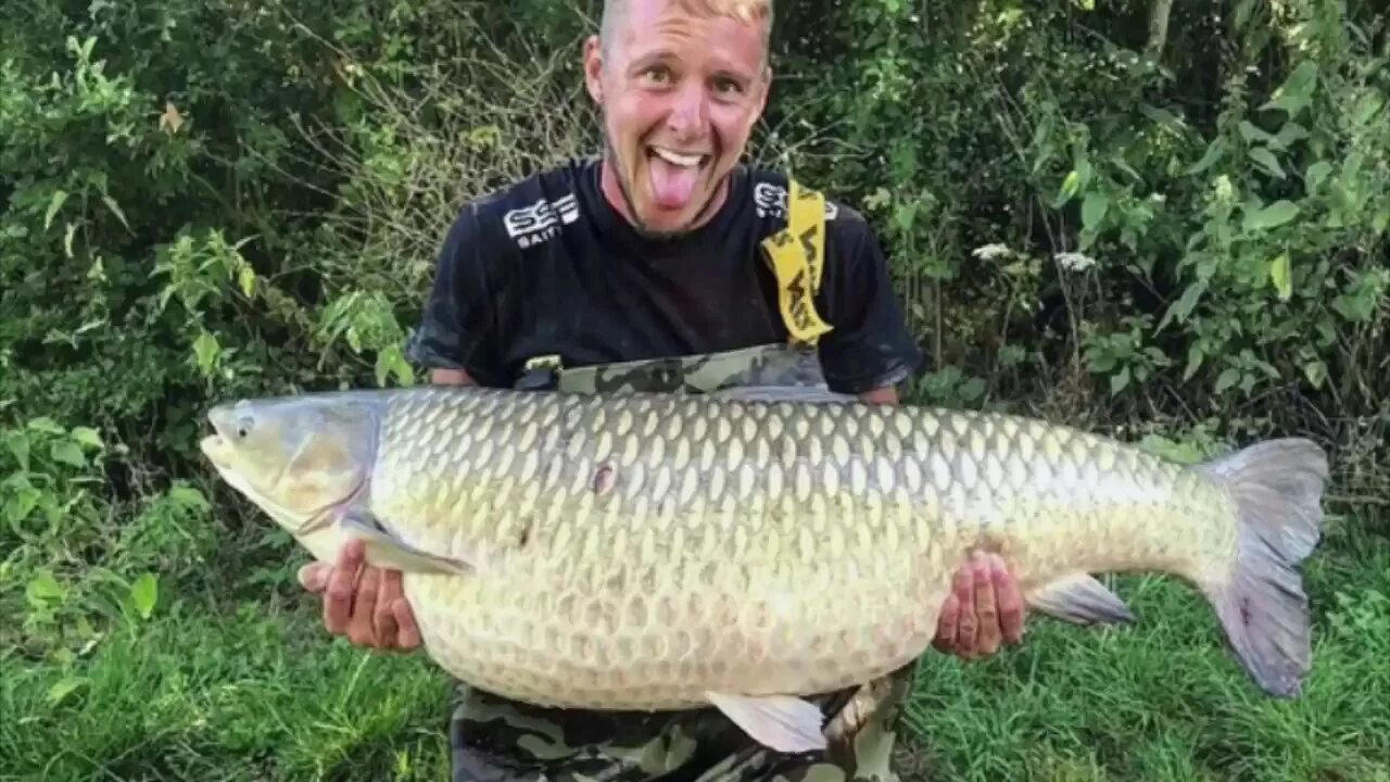 Самый большой амур рыба. Белый амур 10 кг. Белый амур 30кг. Белый амур рыба. Белый амур рыба.