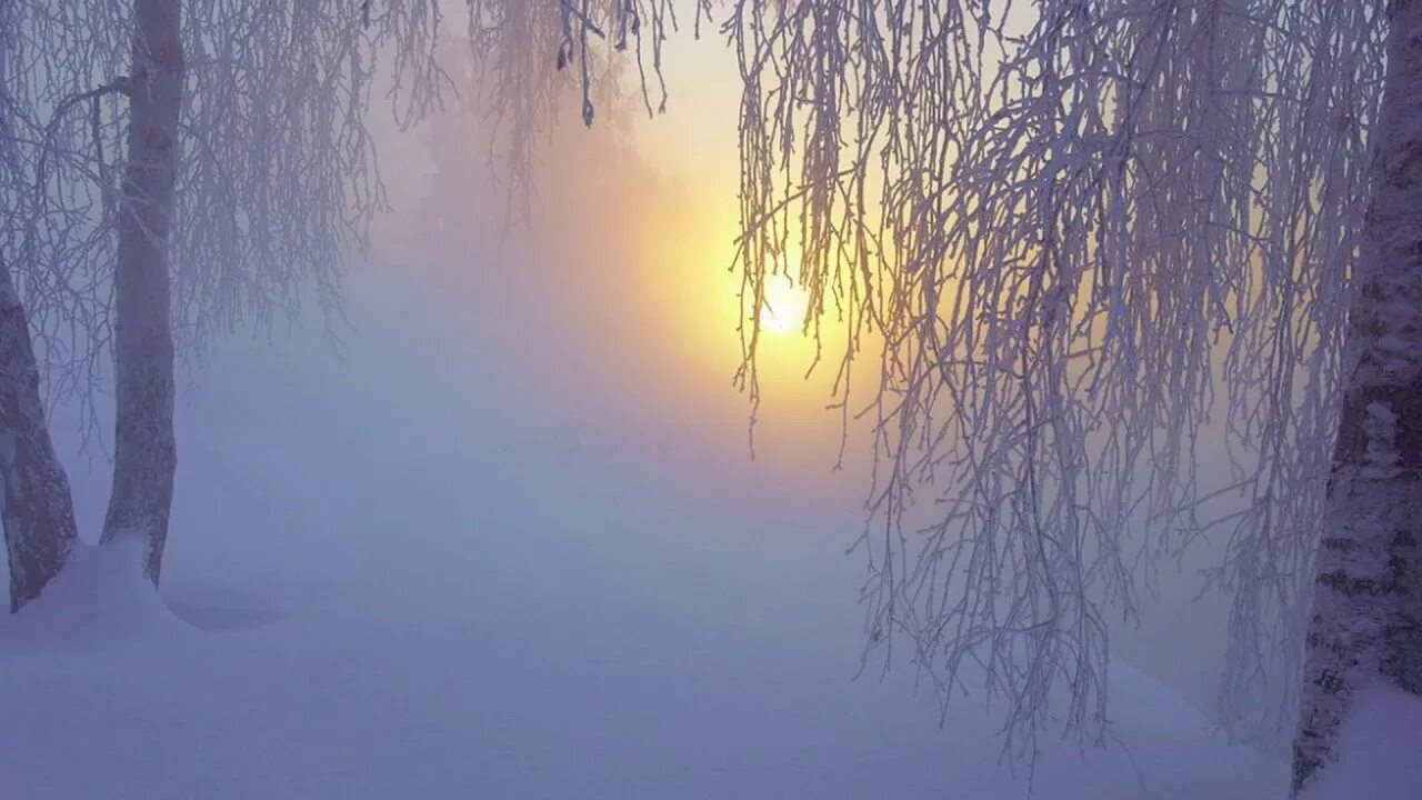 зима арт. морозное утро в лесу. фф в морозном лесу навеки останусь я. зимняя тайга. сказочный зимний леслес.