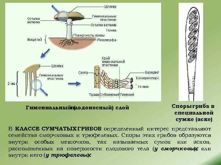 Споры грибов служат для. Строение споры гриба. Структуры спор гриба. Споры грибов строение. Как образуются споры у грибов.