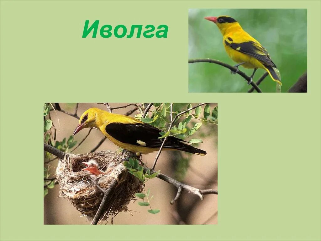 жизнь иволги. иволга в малиннике. жизнь иволги. жизнь иволги. иволга крымская.