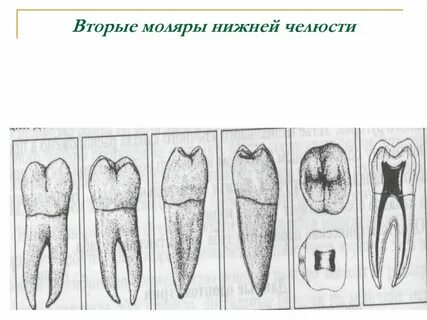 3 моляры нижней челюсти
