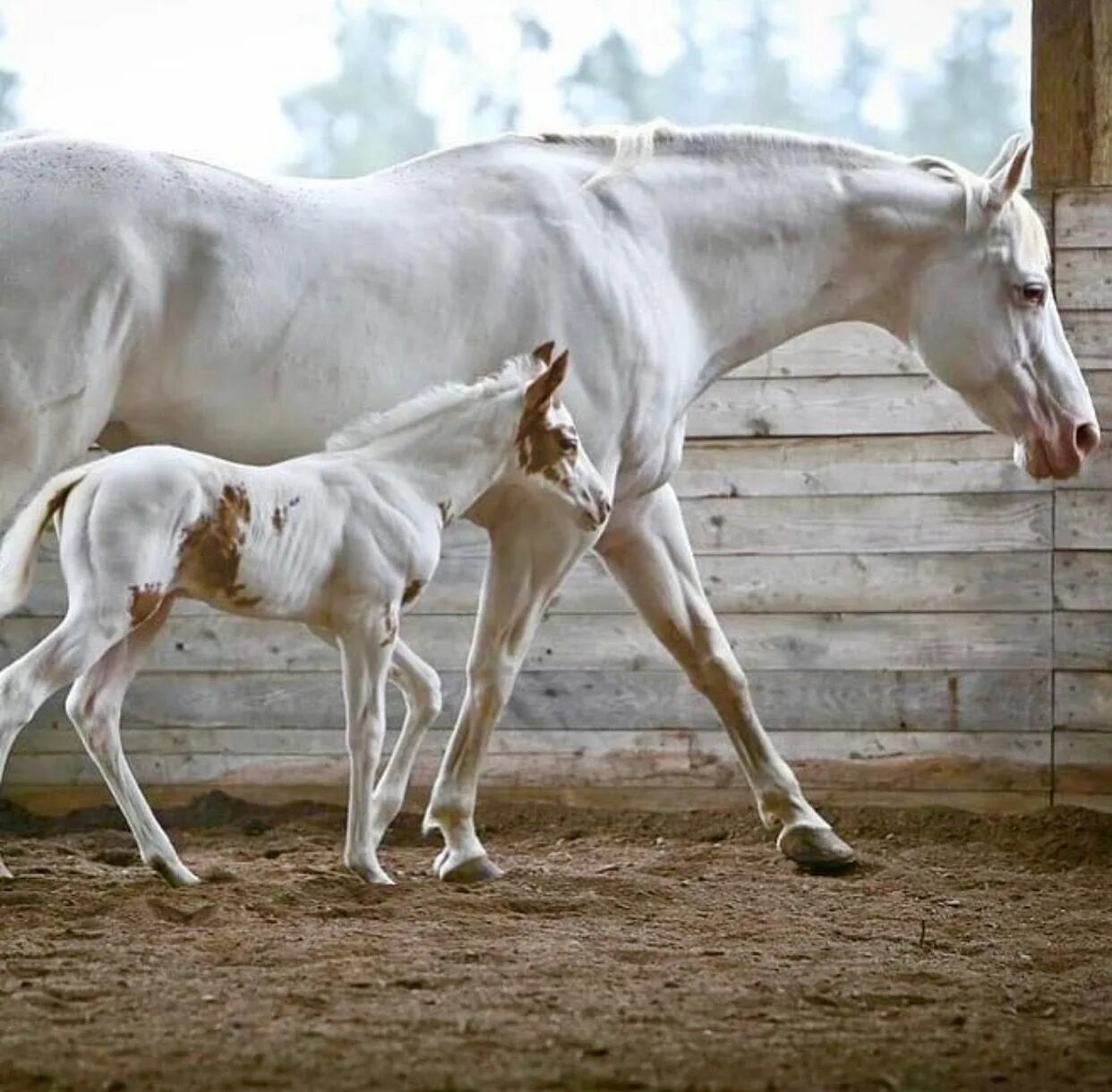 Орловский рысак жеребёнок. Жеребенок белая лошадь. Лошадь кобыла. Жеребенок. Жеребенок белая лошадь.
