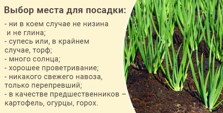 Какой лук лучше сажать на головку. Лук севок весной в открытый грунт. Лук севок схема посадки весной.