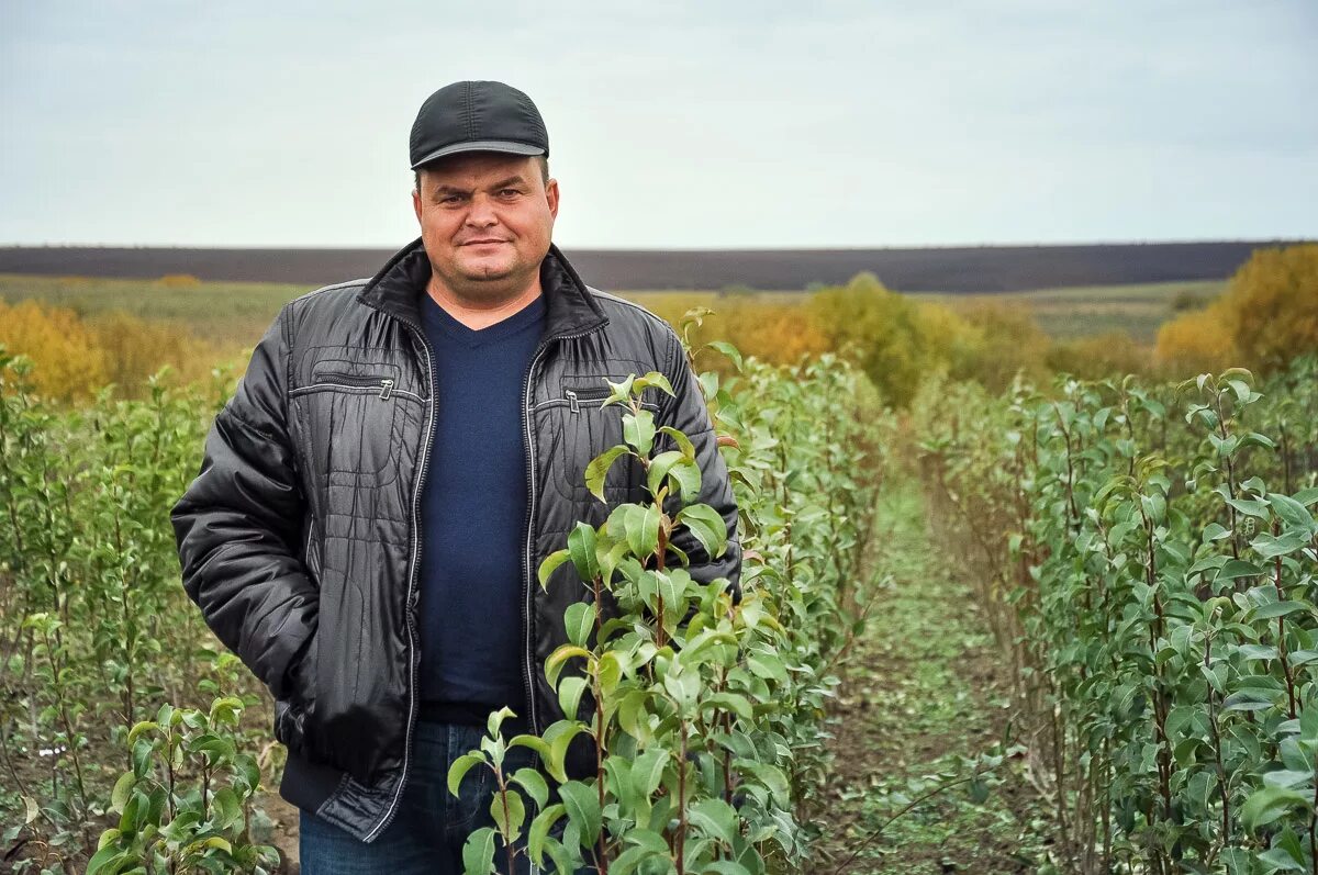 Лысковский плодопитомник. Питомник саженцев Владимирская область Суздальский район Кистыш. Суздальский питомник саженцев село Кистыш.