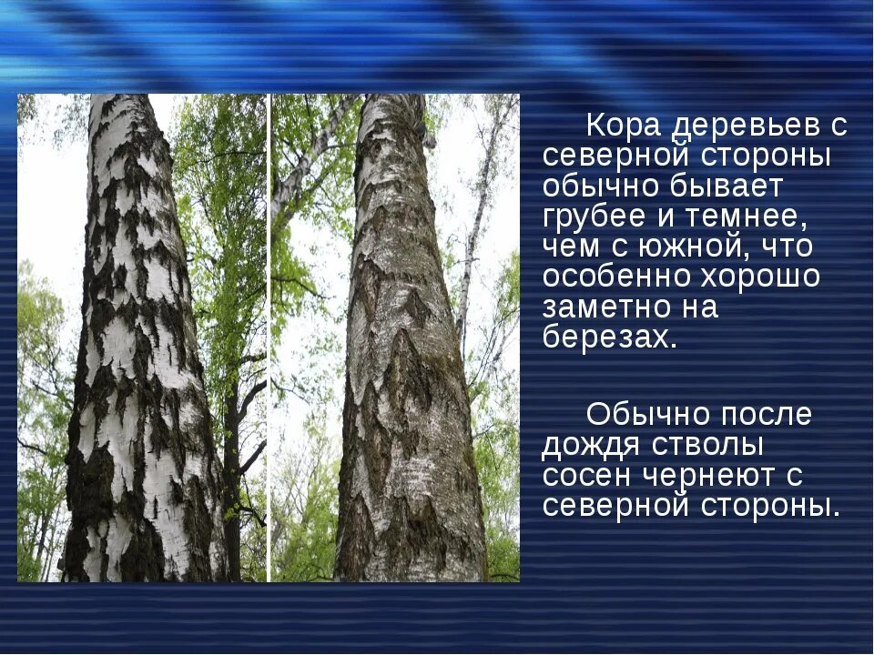 По стволу дерева можно. Ориентирование по коре деревьев. Ориентирование по веткам деревьев. Ориентирование по сосне.