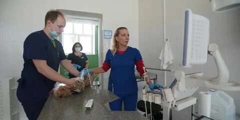 Вести ветеринара