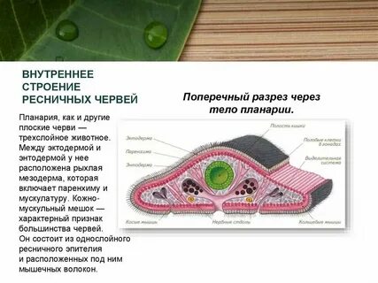 Какой покров тела у плоских червей