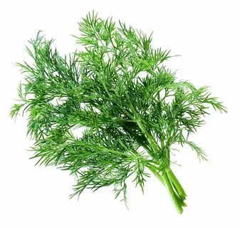 Укроп корелле