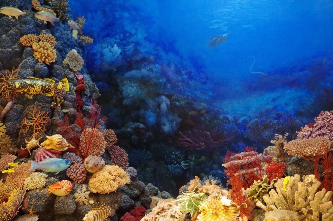Still Reef. Underwater, Painting, Hd wallpaper