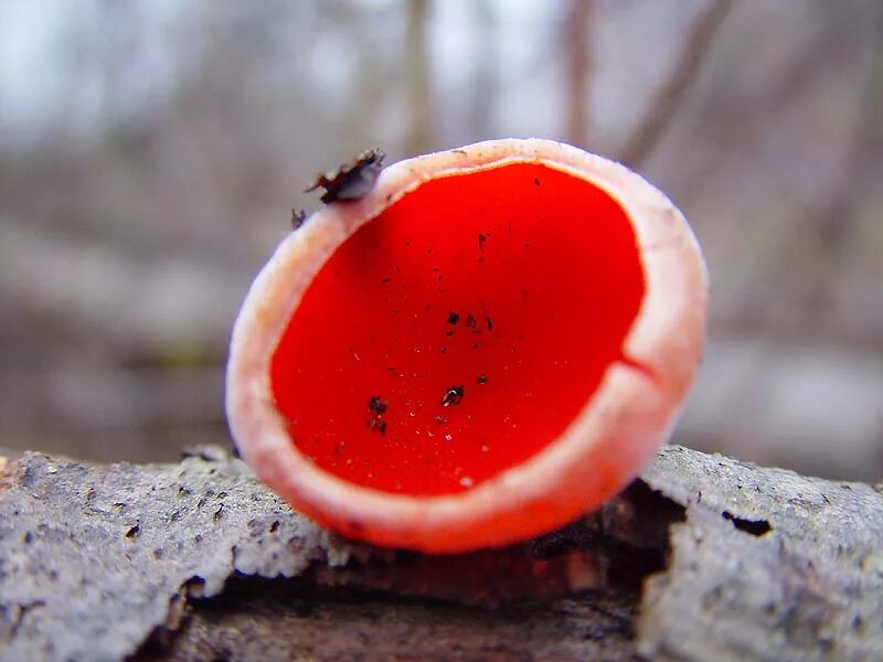 красный плоский гриб. сон красные грибы. саркосцифа оранжевая. саркосцифа австрийская. саркосцифа киноварно-красная.