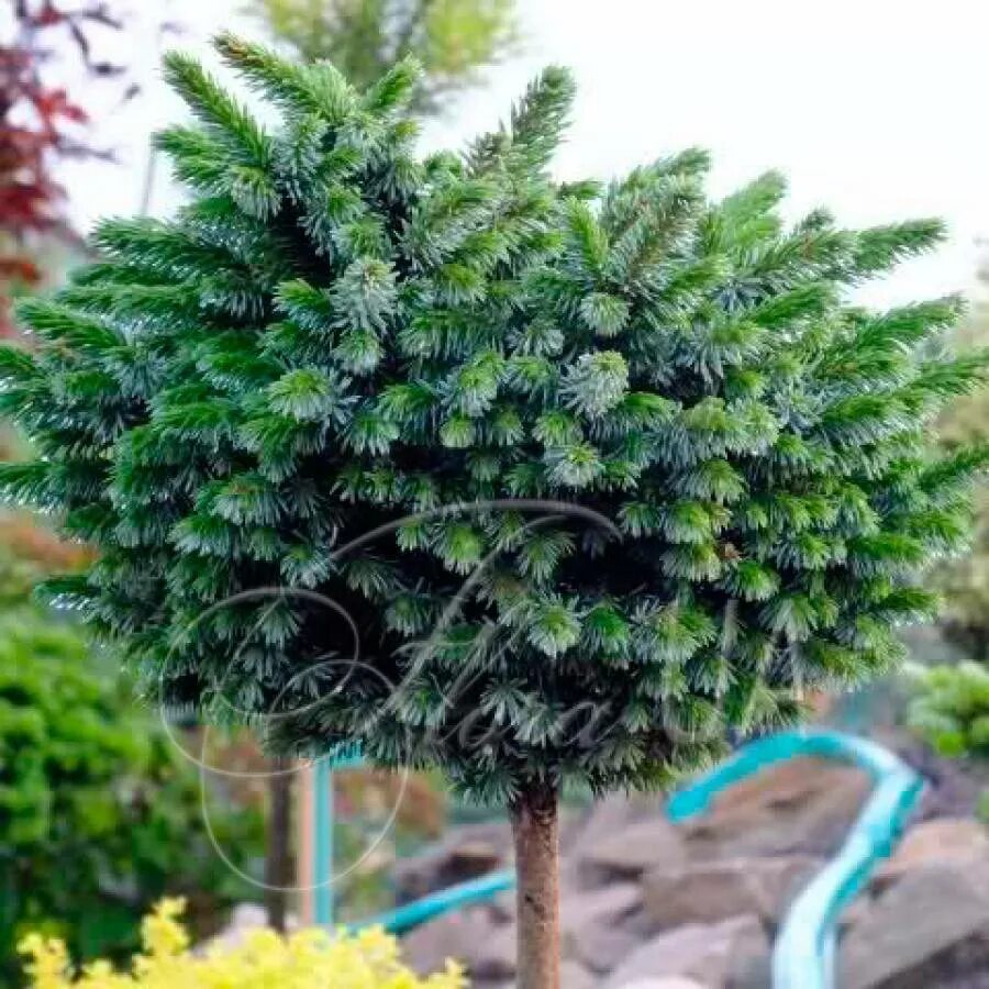 Ель picea omorika medusa. Ель сербская оморика карел. Ель сербская медуза. Ель оморика медуза. Сербская ель в близи ветки.