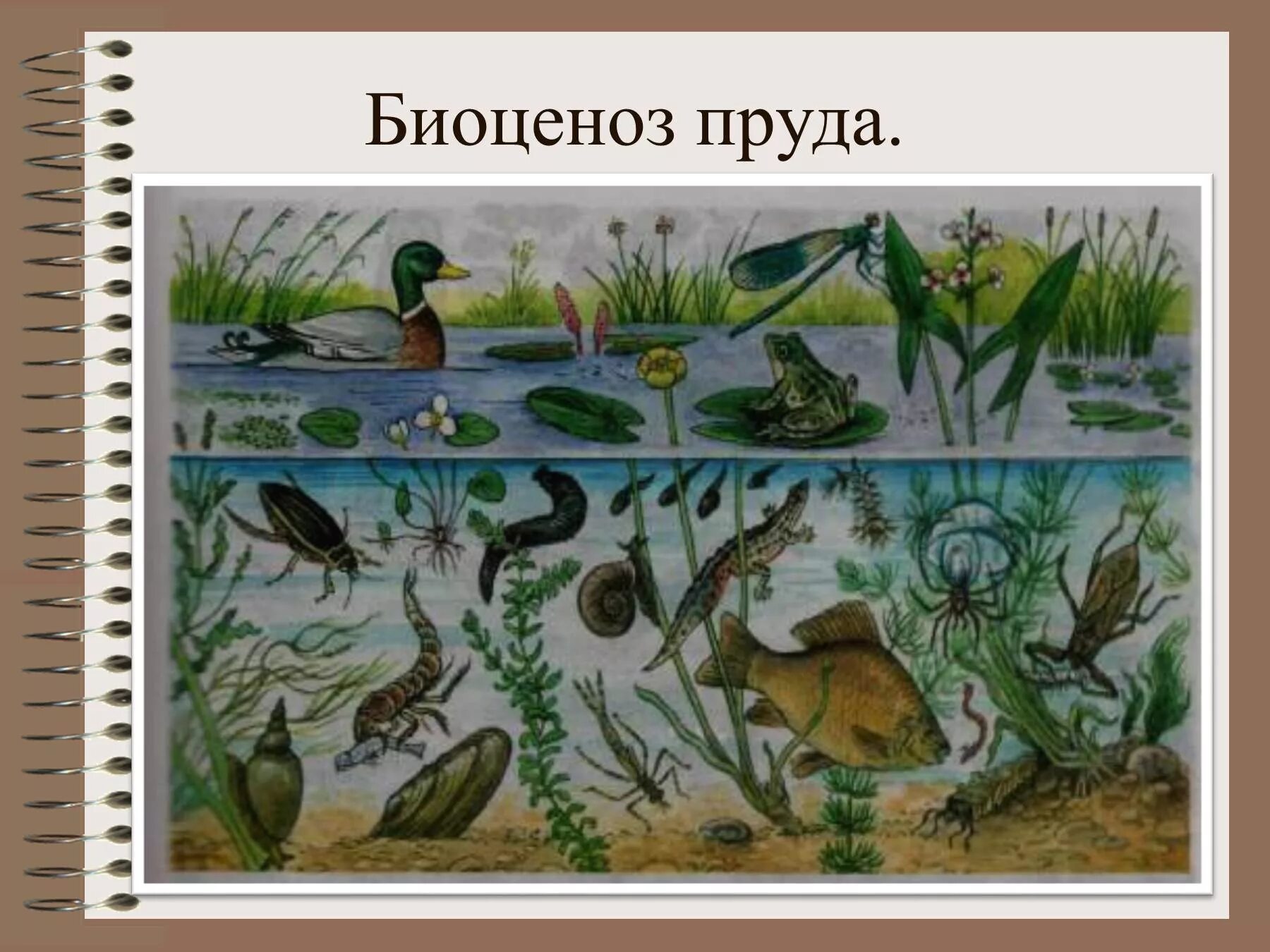 Организмы пруда. Природное сообщество биоценоз. Биоценоз озера рис. Обитатели пруда. Растения и животные водоемов.