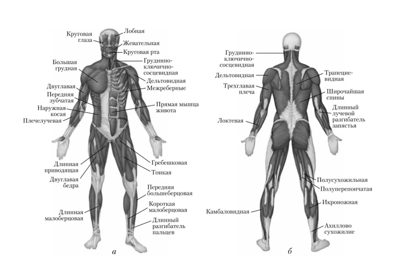 Описание мышц. Строение мышц человека вид сзади. Строение мышц человека спереди. Скелет мышцы человека вид сзади. Скелетные мышцы вид спереди и сзади.