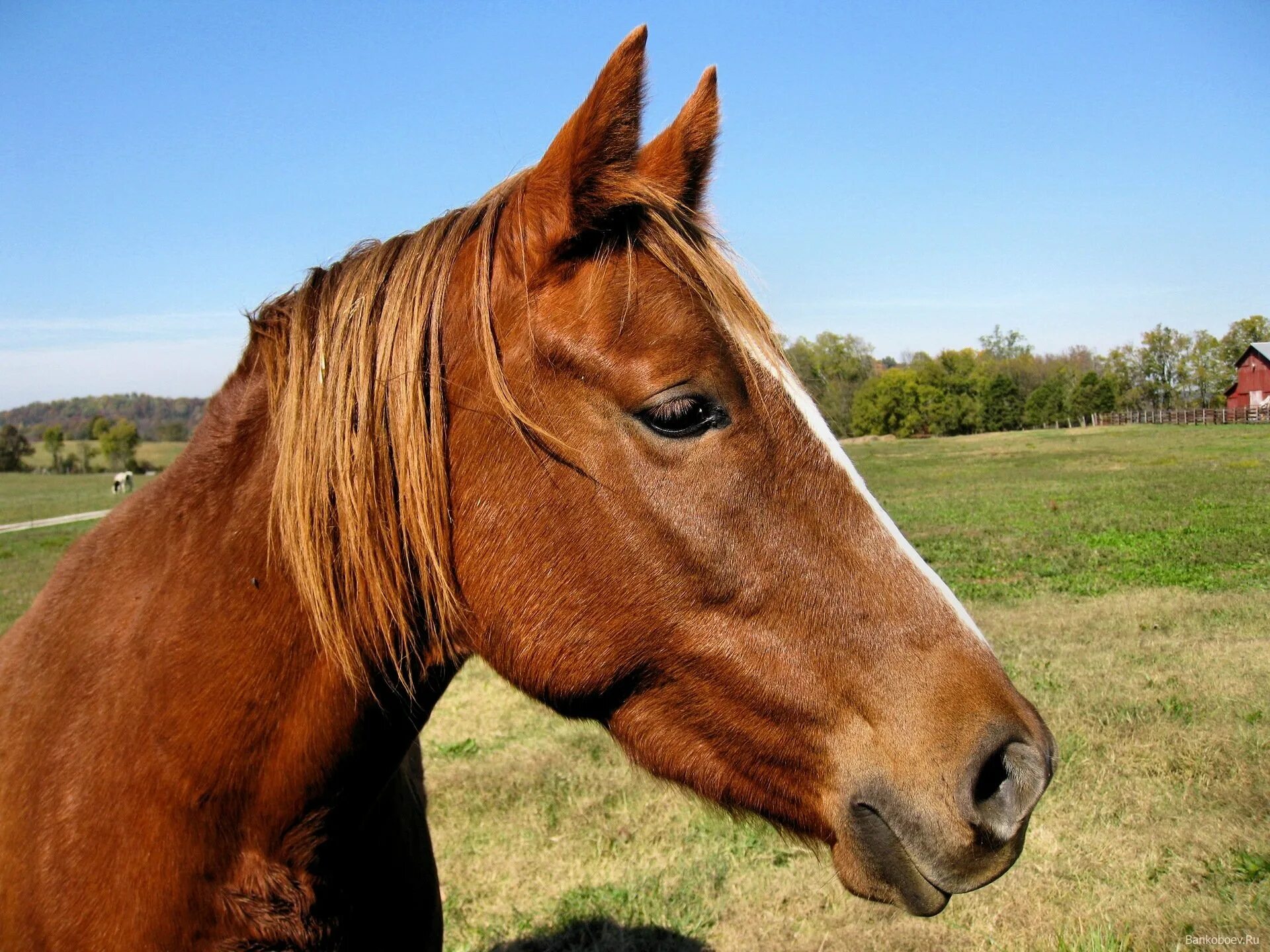 Сайт horse. Голова лошади. Голова лошади фото. Фотопортрет лошади. Голова лошади прикольная.