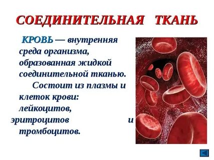 Жидкая соединительная ткань функции