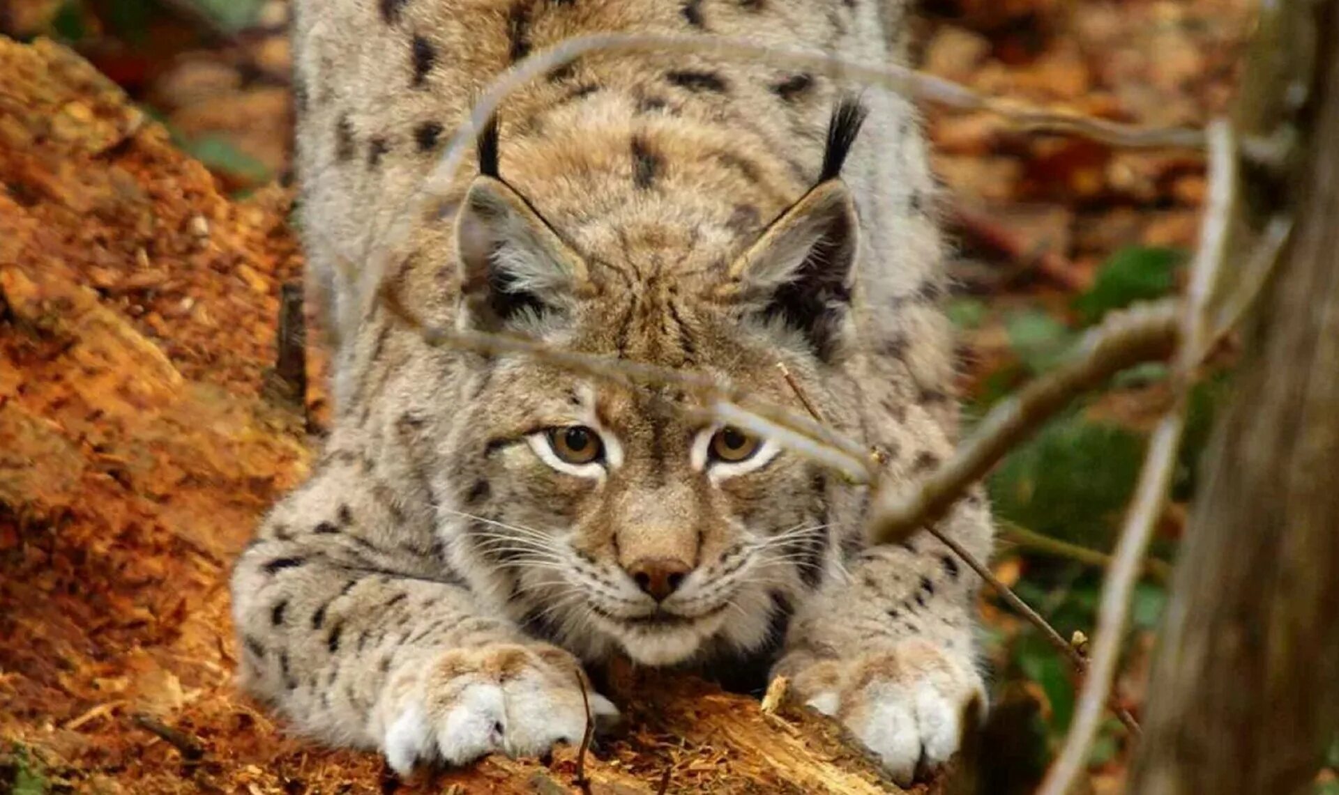 Северные хищные животные. Рысь Линкс. Рысь обыкновенная (лат. Lynx Lynx). Рысь в тайге. Гималайская Рысь.