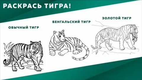 Потому тигр