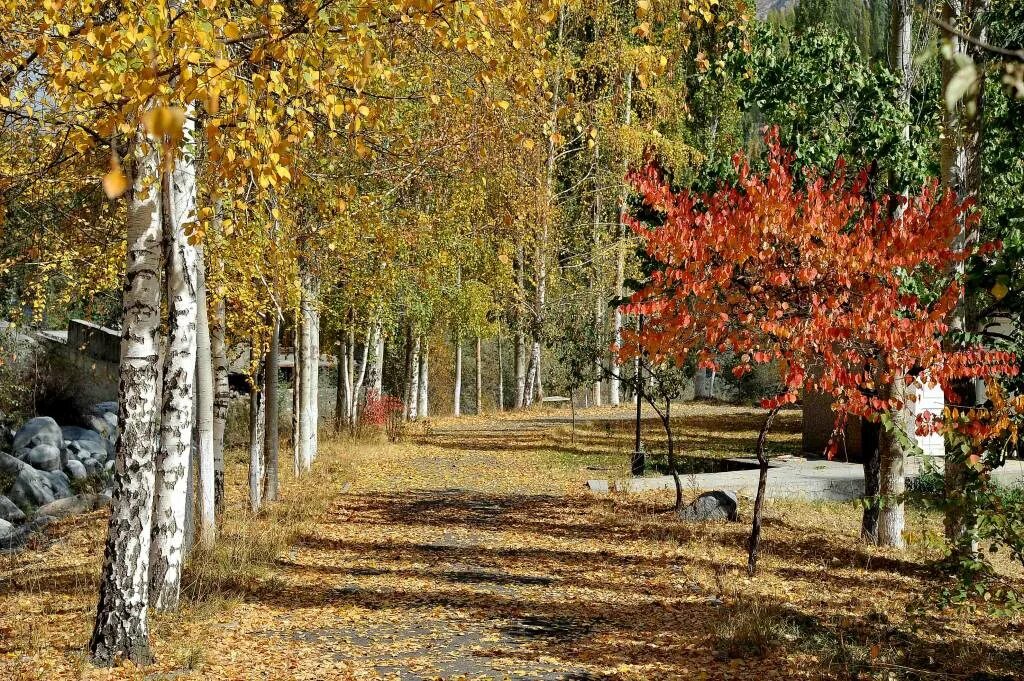 Куз тигэннэн. Куз манзаралари Наманган. Гилай куз. Олтин куз. Природа хазонрези.