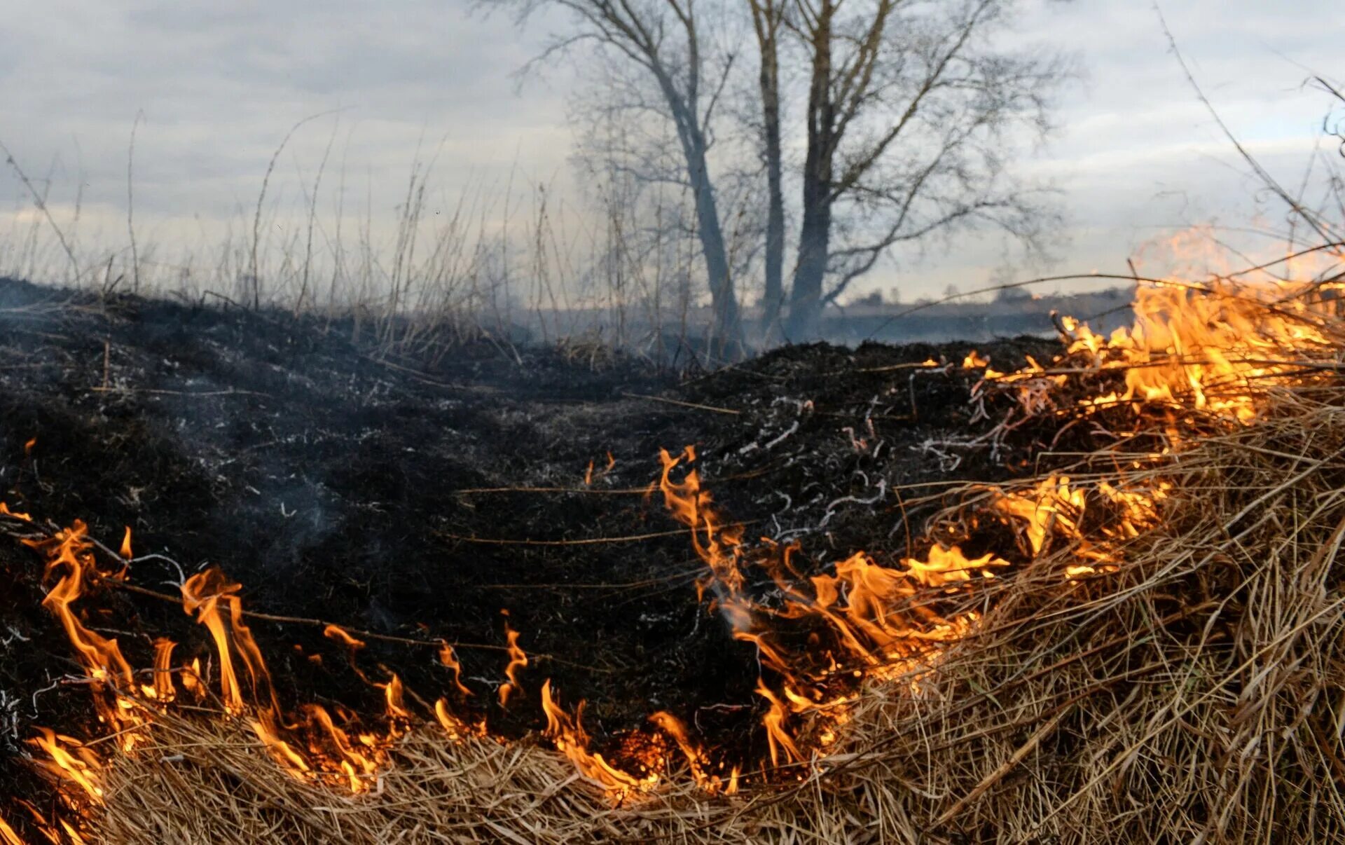 Сжигание полей. Поле после пожара. Лес после пожара. Выжженная земля после пожара. Пепелище после пожара в лесу.