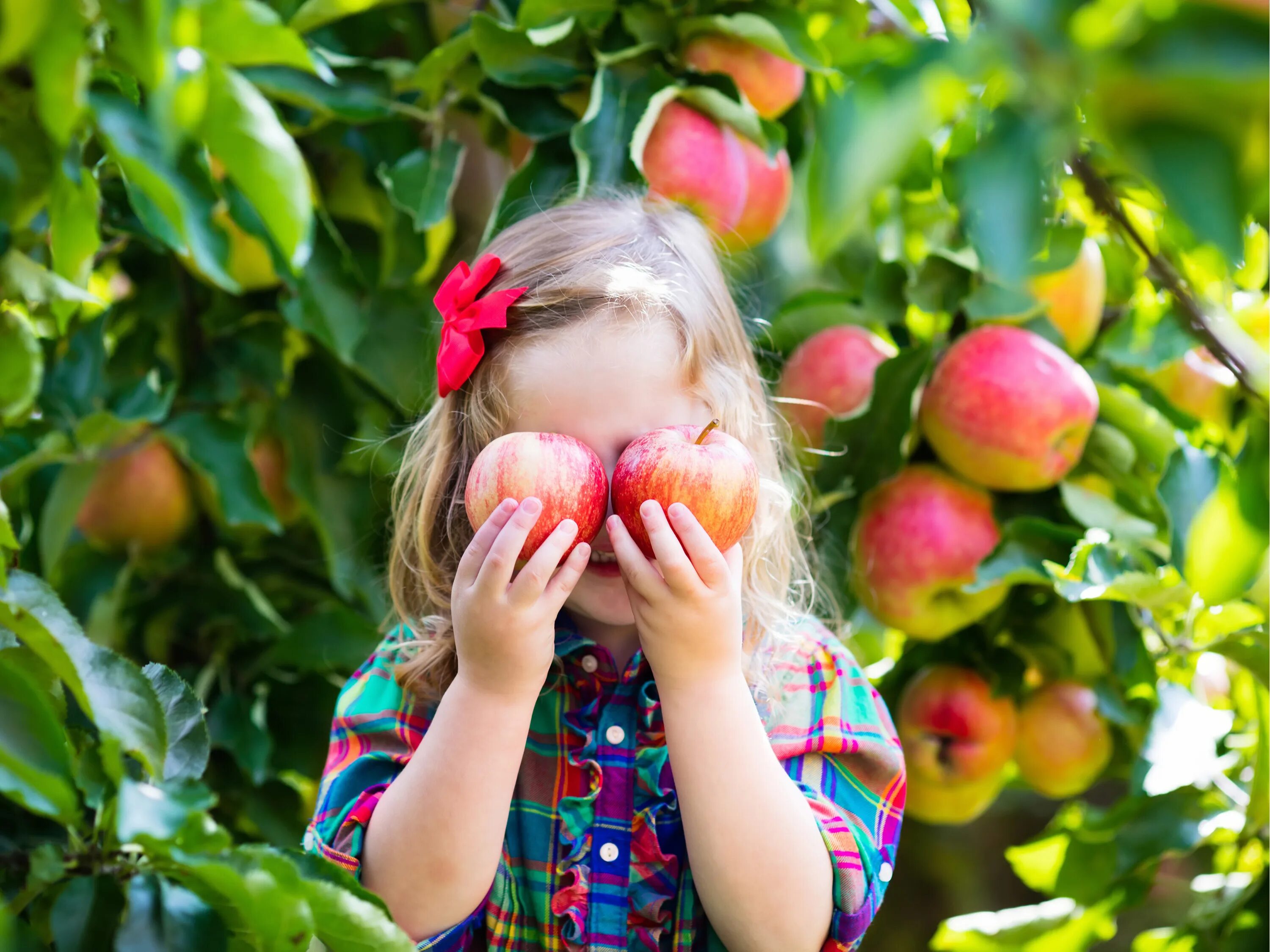 Ребенку можно свежее яблоко. Фрукты летом. Фрукты для детей. Яблоки в саду. Дети с яблоками в саду.