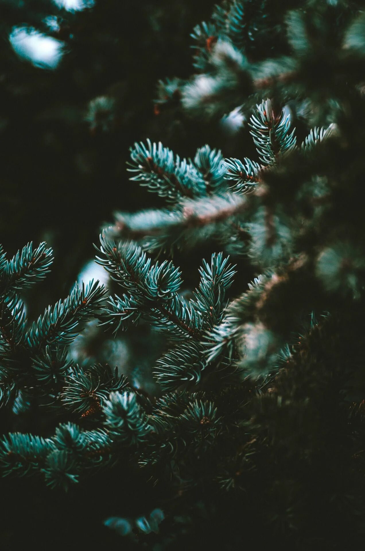 Эстетика ели. Хвойные деревья эстетика. Еловые ветки эстетика. Ель эстетика. Ель ветка.