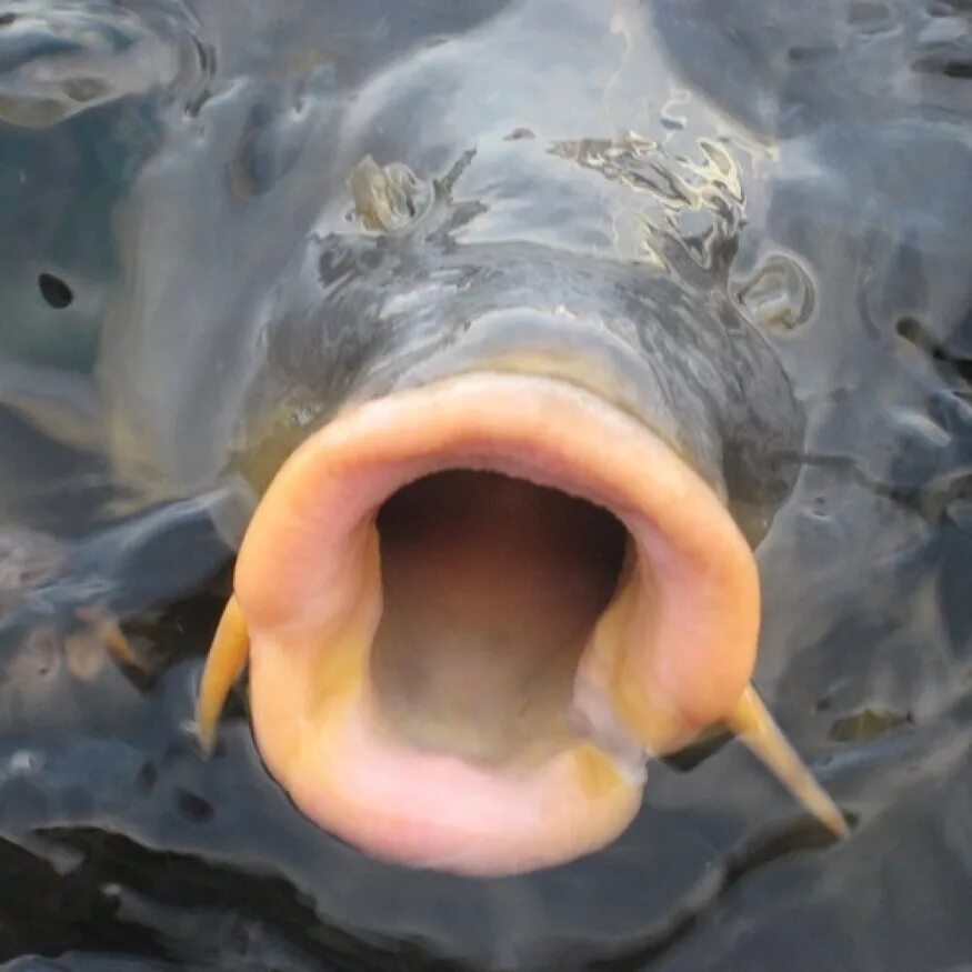 Как выглядит рыба губа 10 Most Disturbing Fish Ever Caught.. YouTube