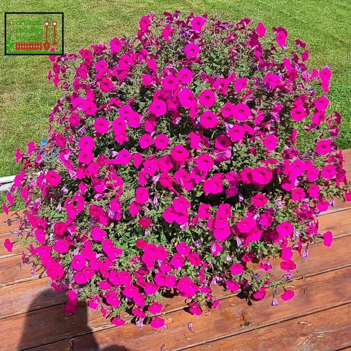 Петуния тайдал перпл. Петуния сорт тайдал фото. Петуния сорт тайдал фото. Ампельная петуния торнадо парпл. Петуния f1 тайдал вейв черри.