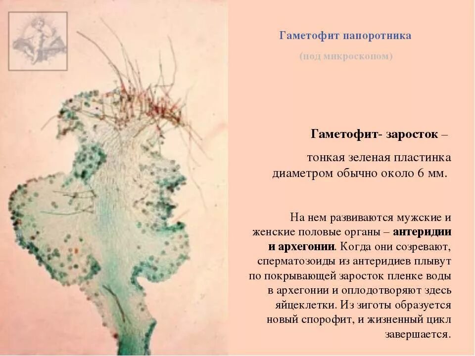 Гаметофит это половое. Заросток папоротника антеридии и архегонии. заросток гаметофит папоротника. гаметофит папоротника под микроскопом. заросток папоротника под микроскопом.