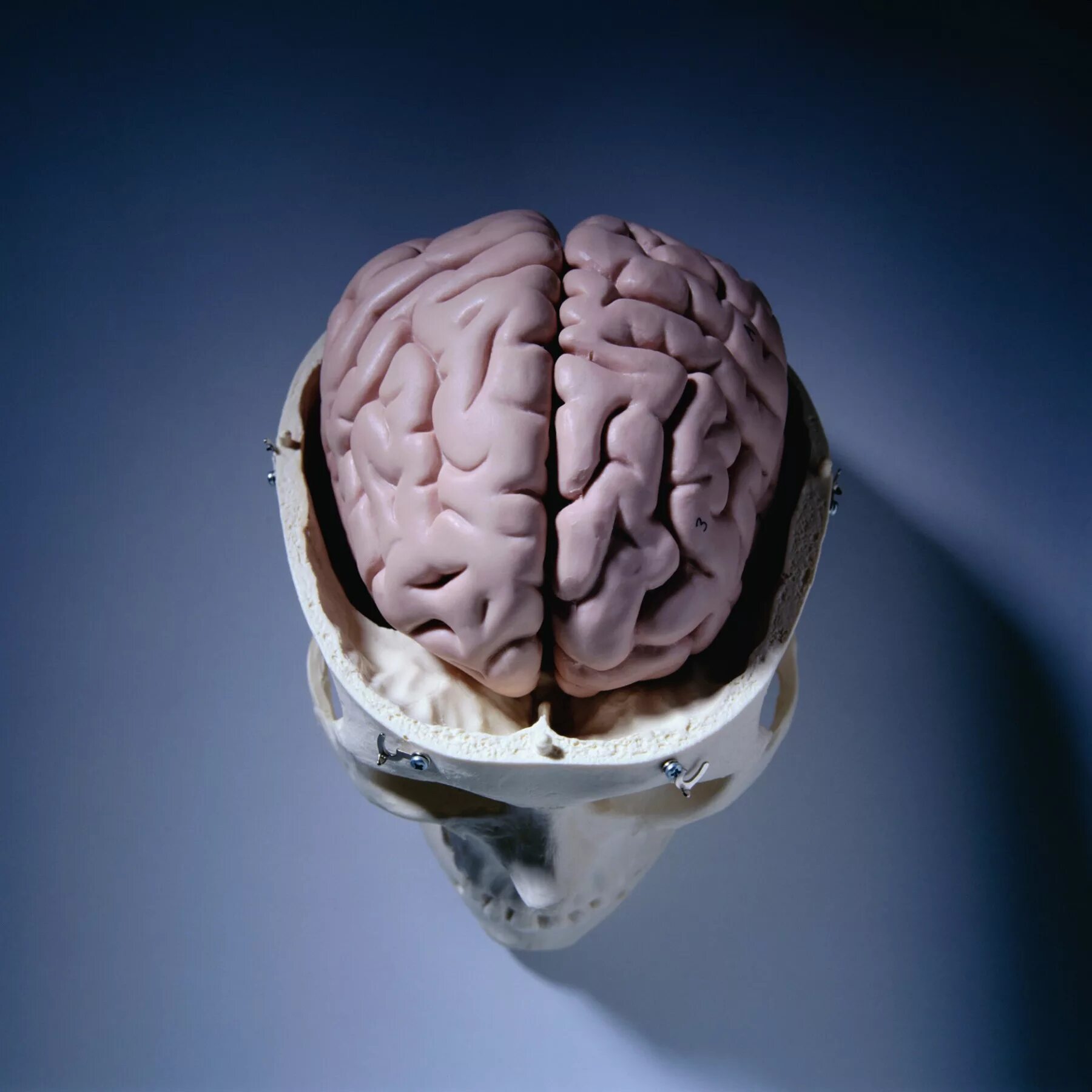Brain down. Настоящий человеческий мозг.